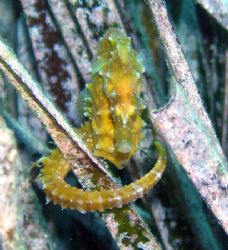 Seahorse posing just for me...it is the only one I saw in... by Cyrille France 